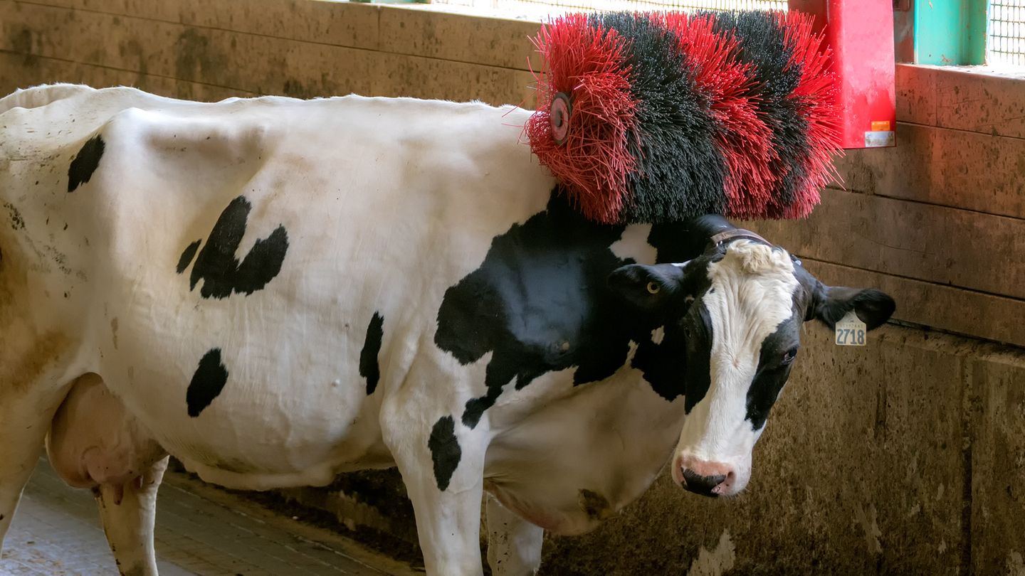 Kriterien für die Tierwohl-Kennzeichung sind die Haltungsbedingungen der Tiere
