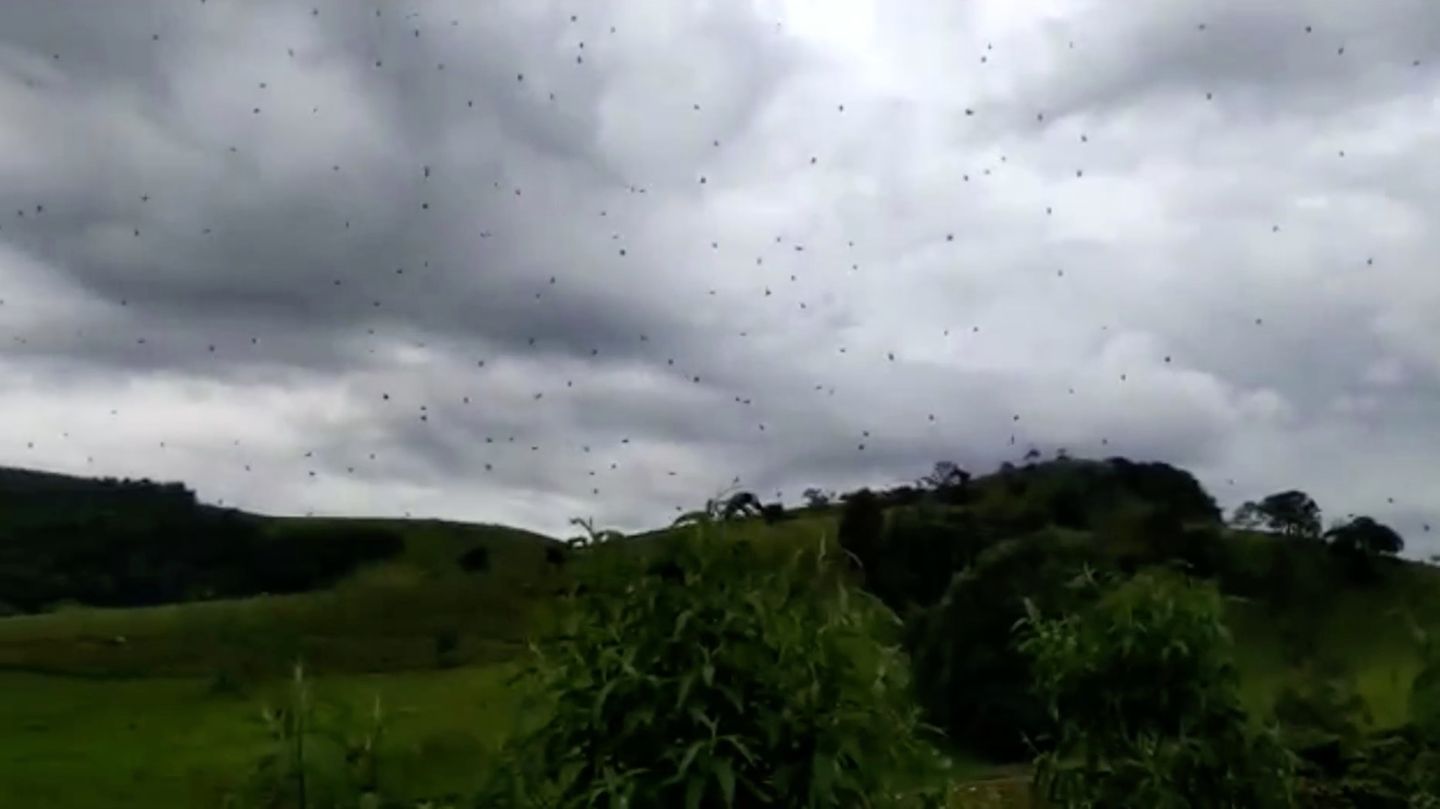 Spinnen krabbeln durch die Luft - das steckt dahinter | STERN.de