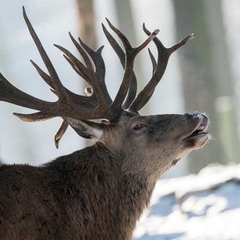 Hirsch in Wintergehege