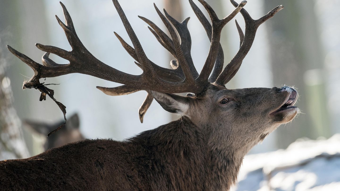 Hirsch in Wintergehege