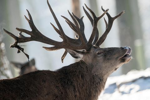 Hirsch in Wintergehege