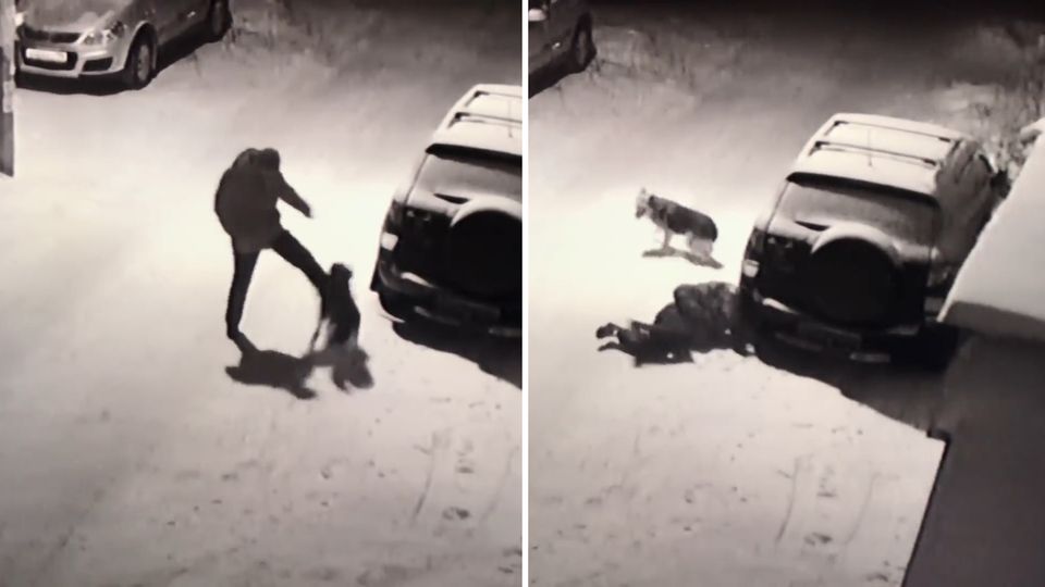 Schmerzhafte Lektion: Mann tritt Hund – dann schlägt das Karma zurück