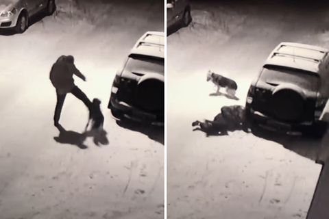 Schmerzhafte Lektion: Mann tritt Hund – dann schlägt das Karma zurück