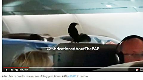 Beo an Bord: Blinder Passagier im A380: Ein Vogel fliegt Business Class nach London