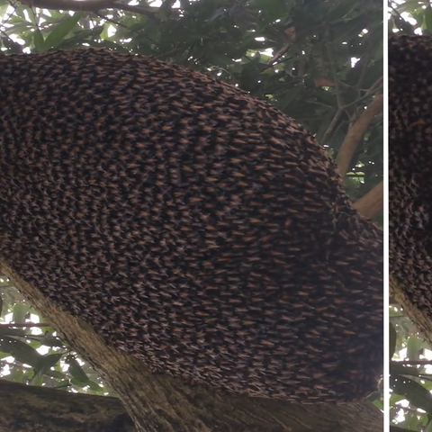 Weltbienentag: Bienen machen hypnotisierende "La-Ola-Welle": Dahinter versteckt sich ein cleverer Trick