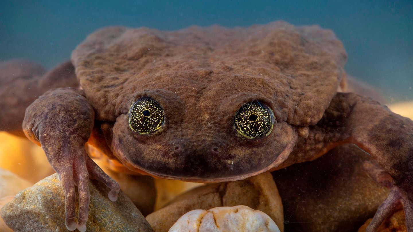 Der Sehuencas-Wasserfrosch ist vom Aussterben bedroht