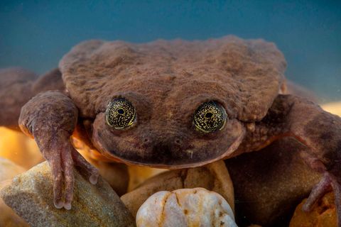 Der Sehuencas-Wasserfrosch ist vom Aussterben bedroht
