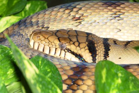 Bei der Schlange hat es sich wohl um eine solche Amethyst-Python gehandelt