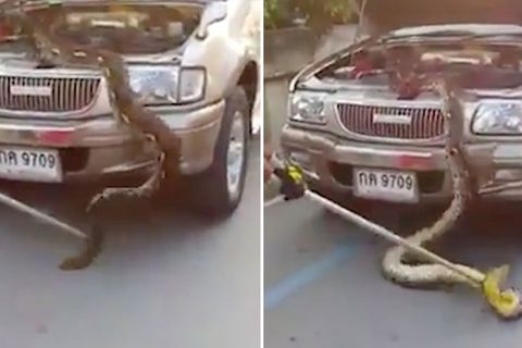 Thailand: Horror unter der Haube: Riesiger Python versteckt sich im Motor