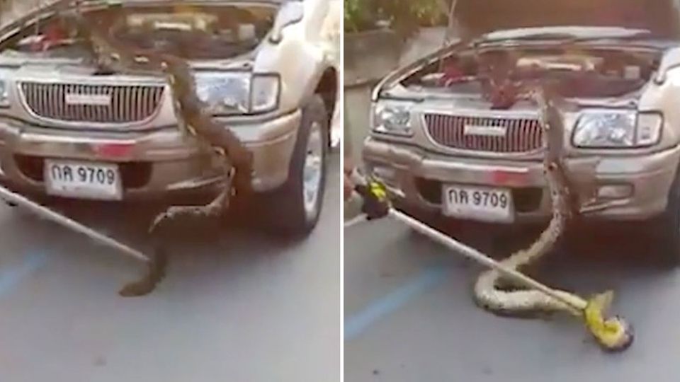 Thailand: Horror unter der Haube: Riesiger Python versteckt sich im Motor