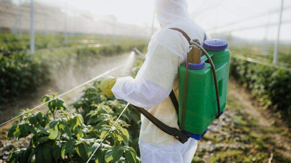 Ein Landwirt besprüht seine Pflanzen mit Pestiziden Ein Landwirt besprüht seine Pflanzen mit Pestiziden