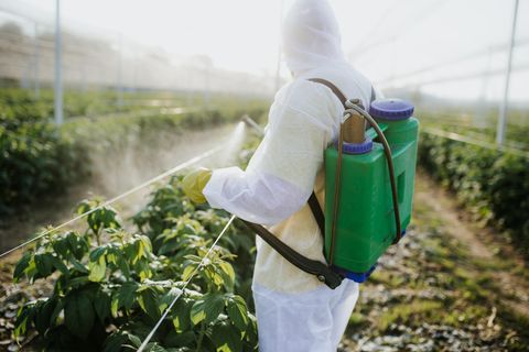 Ein Landwirt besprüht seine Pflanzen mit Pestiziden