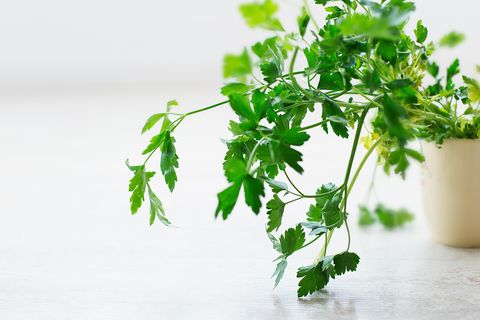 Petersilie ist gesund – wenn man sie isst