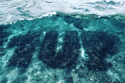 Streetart mal anders: Erstes 3-D-Unterwasser-Graffiti aus Korallen: Berliner Sprayer in Indonesien