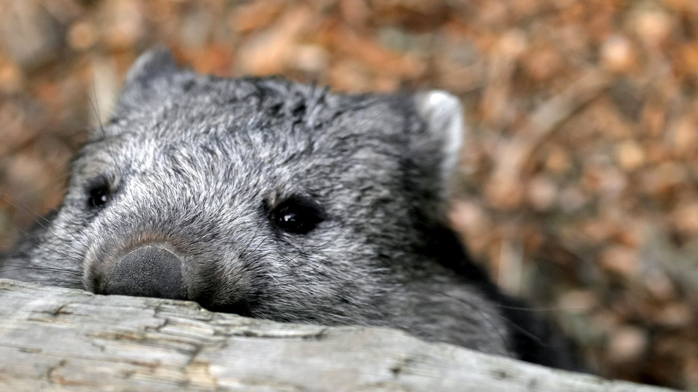 Wombat
