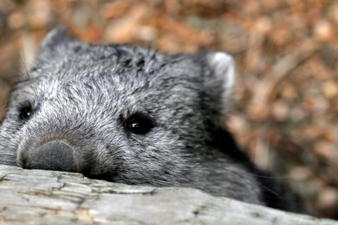 Wombat