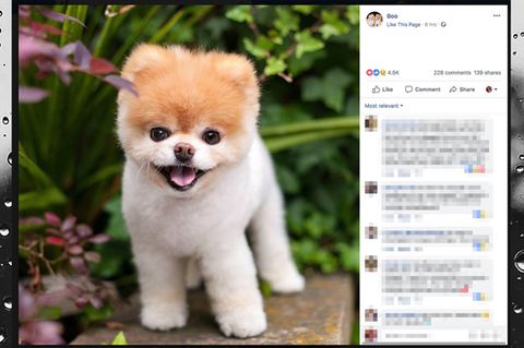 Boo der Zwergspitz auf Facebook