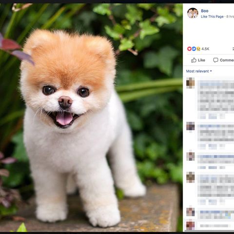 Boo der Zwergspitz auf Facebook