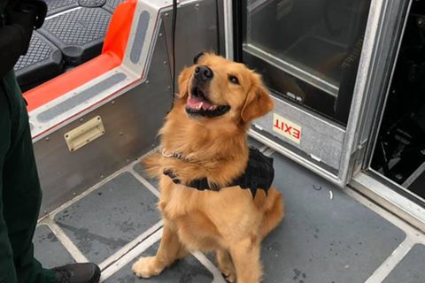 MDMA: Polizeihund kontrolliert Gäste einer Techno-Kreuzfahrt – und erleidet eine Überdosis