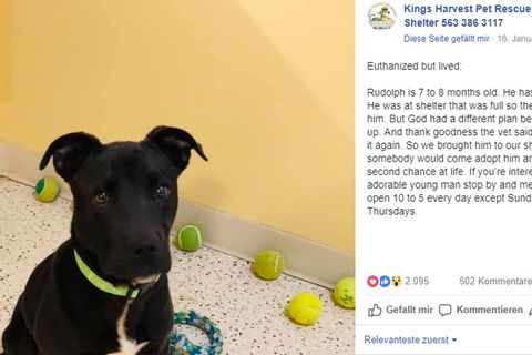Rudolph im King's Harvest Pet Rescue