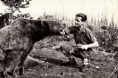 Schon bald war Wojtek größer als seine menschlichen Kameraden.