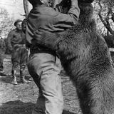 Ringen mit dem Bären.