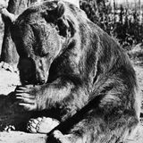 Nach dem Krieg gelangt Wojtek nach Großbritannien.