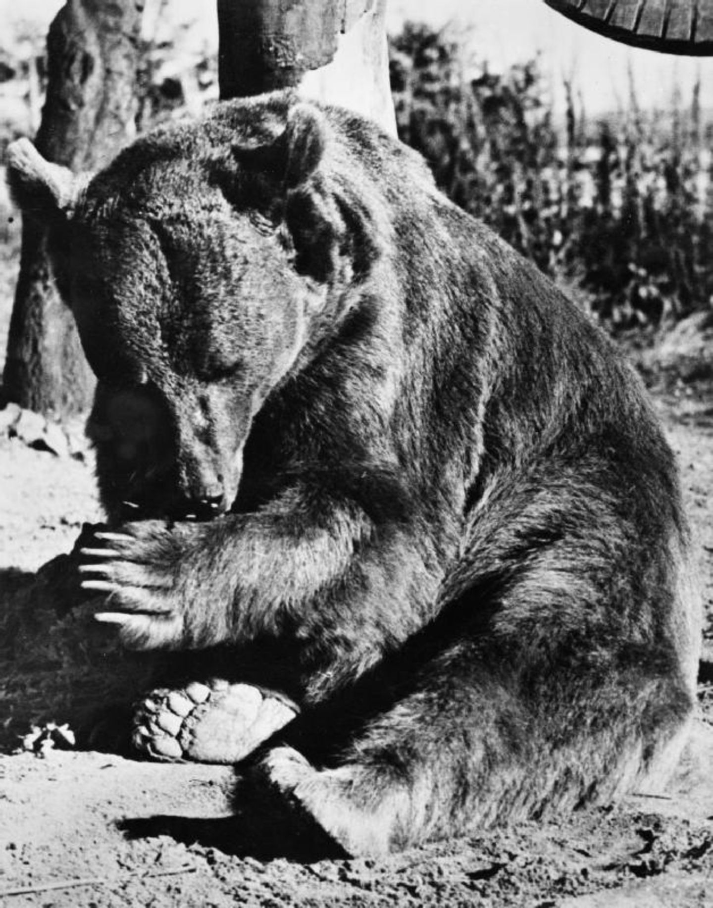 Nach dem Krieg gelangt Wojtek nach Großbritannien.