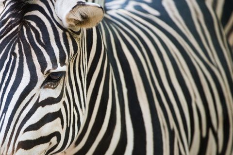 Die Streifen auf der Haut von Zebras machen sie unattraktiver für bestimmte blutsaugende Insekten