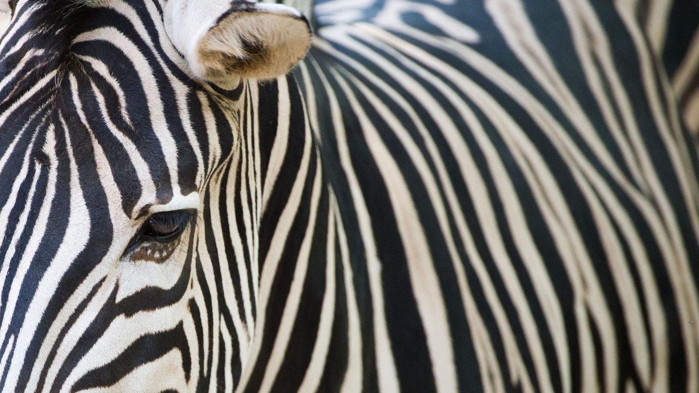 Die Streifen auf der Haut von Zebras machen sie unattraktiver für bestimmte blutsaugende Insekten