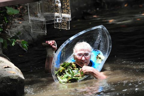 Peter Orloff mit einer Art Hundeleck-Schutz in einem Tümpel im Dschungelcamp