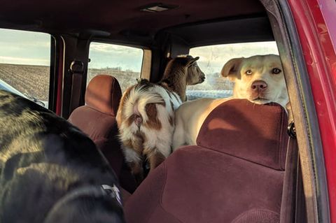 Ungewöhnliche Kumpel: Hund bleibt über Nacht weg – dann taucht er mit zwei neuen Freunden wieder auf