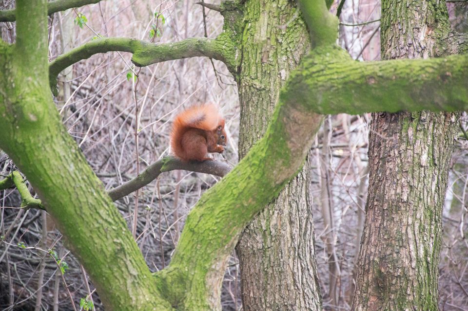 Eichhörnchen Chap freut sich bei eisigem Wetter über das Futter