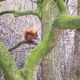 Eichhörnchen Chap freut sich bei eisigem Wetter über das Futter