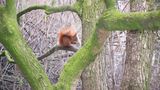 Eichhörnchen Chap freut sich bei eisigem Wetter über das Futter