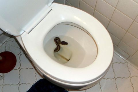 Schlange in einer Toilette