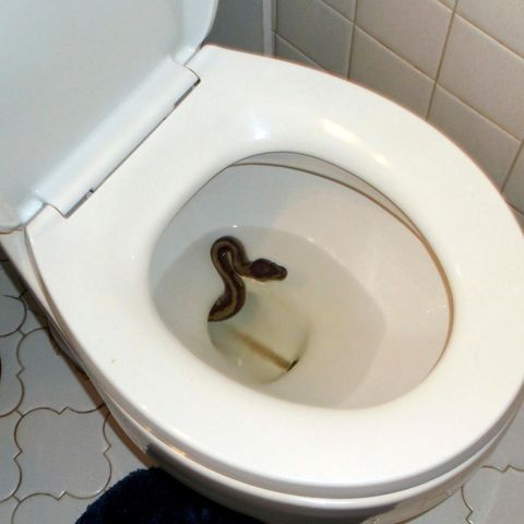 Schlange in einer Toilette