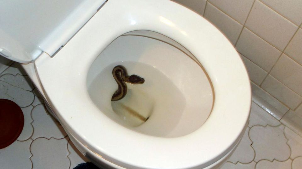 Schlange in einer Toilette
