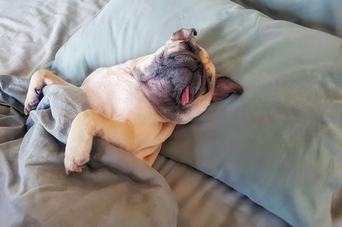 Der Hund ist mopsfidel - dabei ist er ein ausgemachter Klimasünder.
