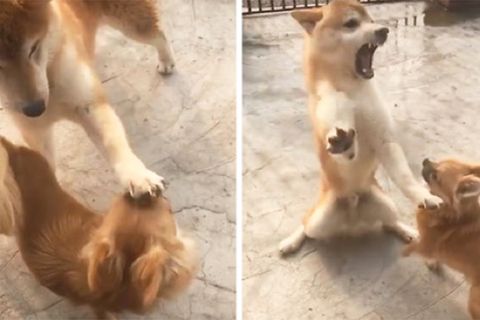 Mini-Hund rastet völlig aus: Unerwünschte Streicheleinheit