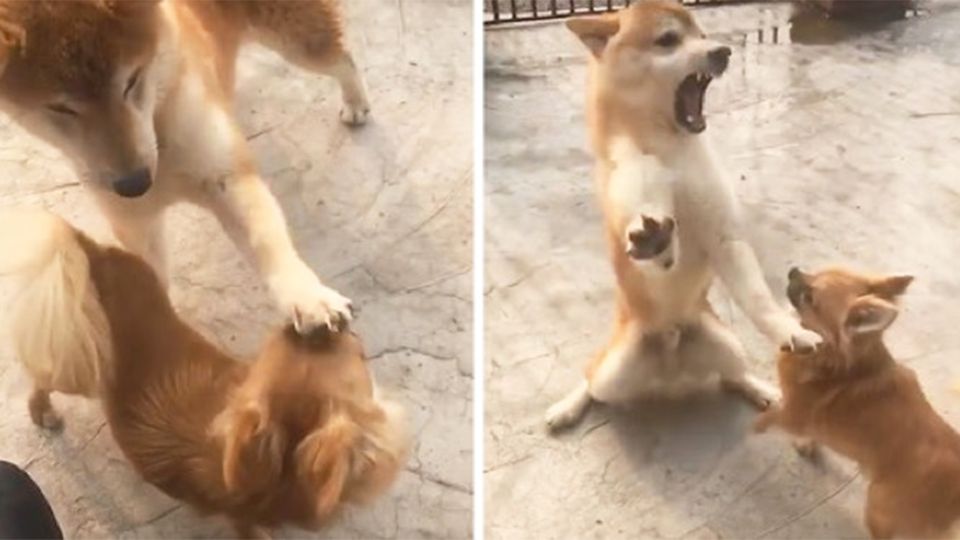 Mini-Hund rastet völlig aus: Unerwünschte Streicheleinheit