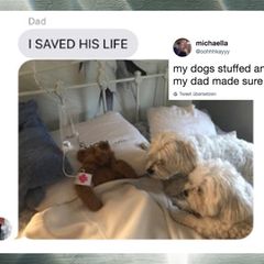 Twitter: Vater rettet Lieblingsteddy seines Hundes