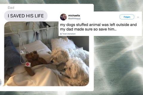 Twitter: Vater rettet Lieblingsteddy seines Hundes
