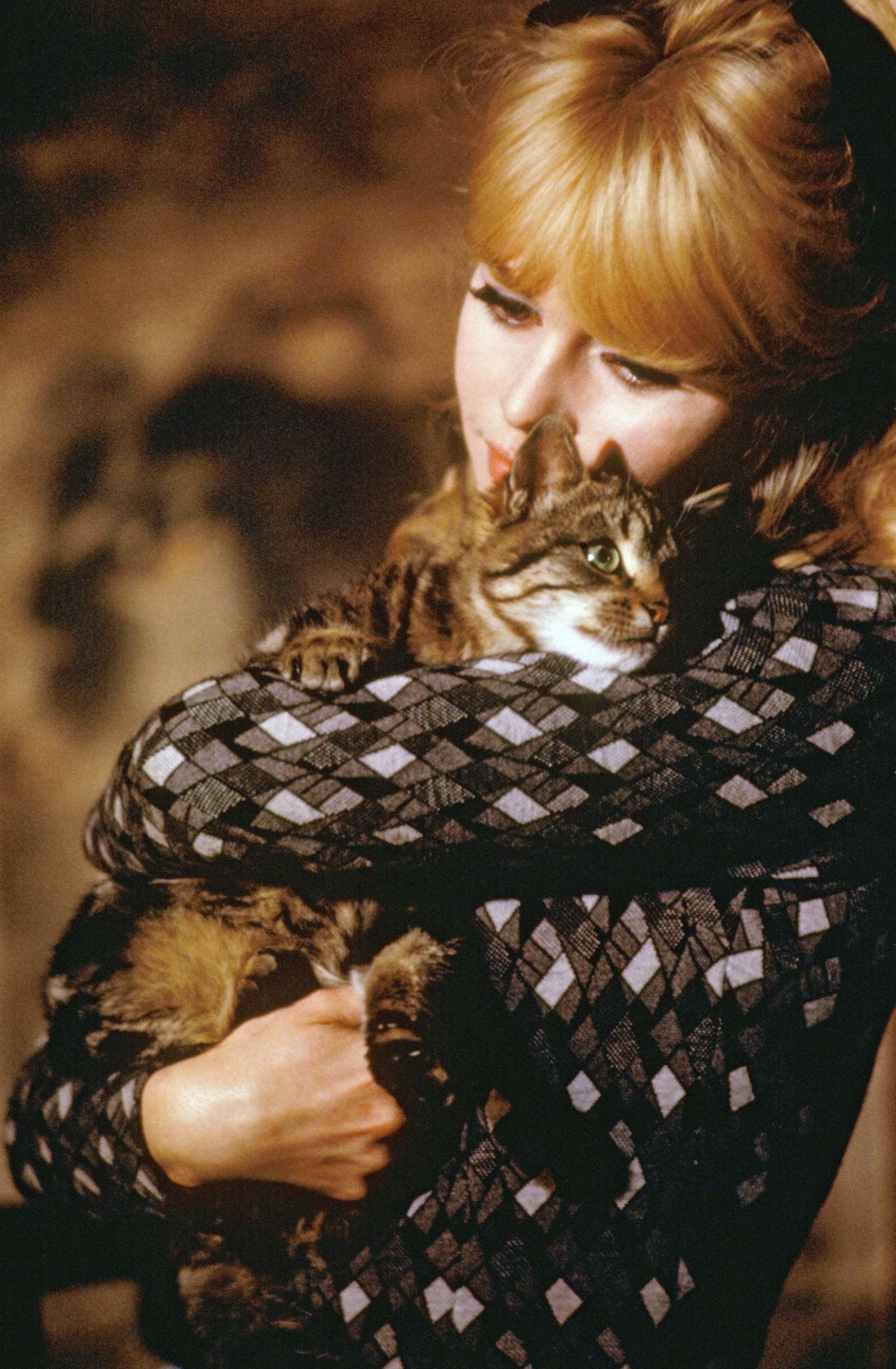 Katzen und ihre Stars: Von Michael Jackson über Elizabeth Taylor zu Marlon  Brando | STERN.de