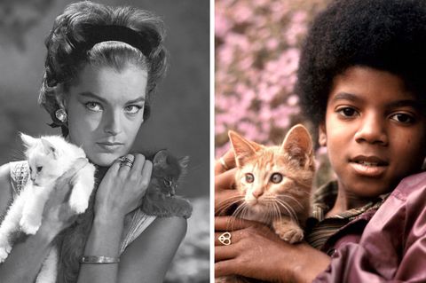 Neues Magazin "Miau": Michael Jackson, Romy Schneider und Co.: Katzen und ihre Stars