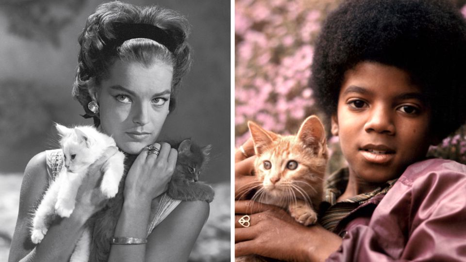 Neues Magazin "Miau": Michael Jackson, Romy Schneider und Co.: Katzen und ihre Stars