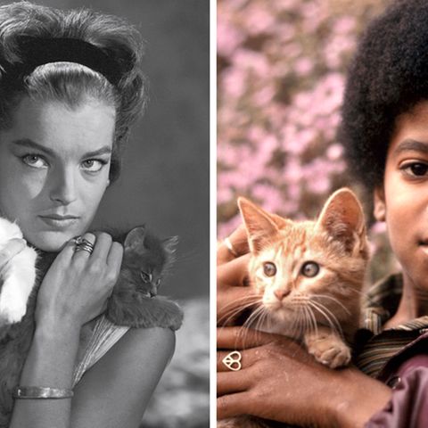Neues Magazin "Miau": Michael Jackson, Romy Schneider und Co.: Katzen und ihre Stars