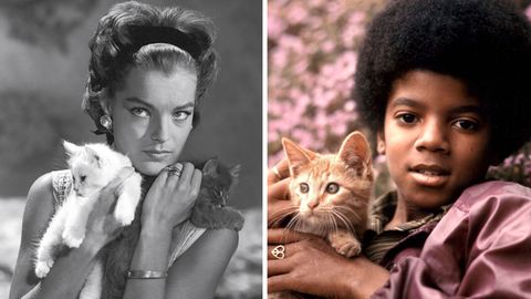 Neues Magazin "Miau": Michael Jackson, Romy Schneider und Co.: Katzen und ihre Stars
