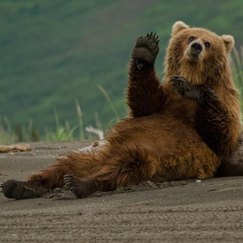 Ein Braunbär liegt vor einem dicken Ast und scheint in die Kamrea zu winken