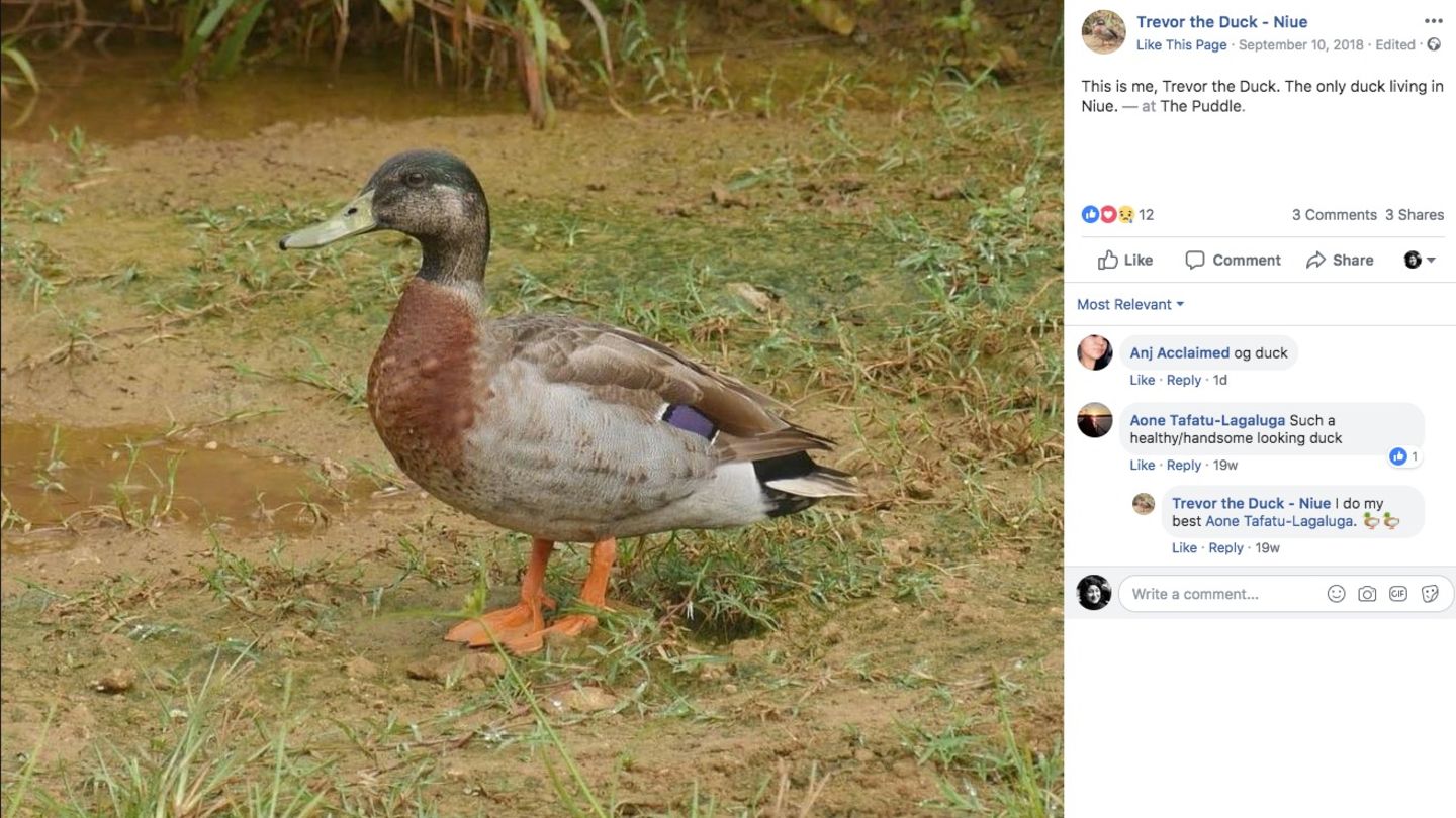 Erpel Trevor steht neben einer kleinen Pfütze